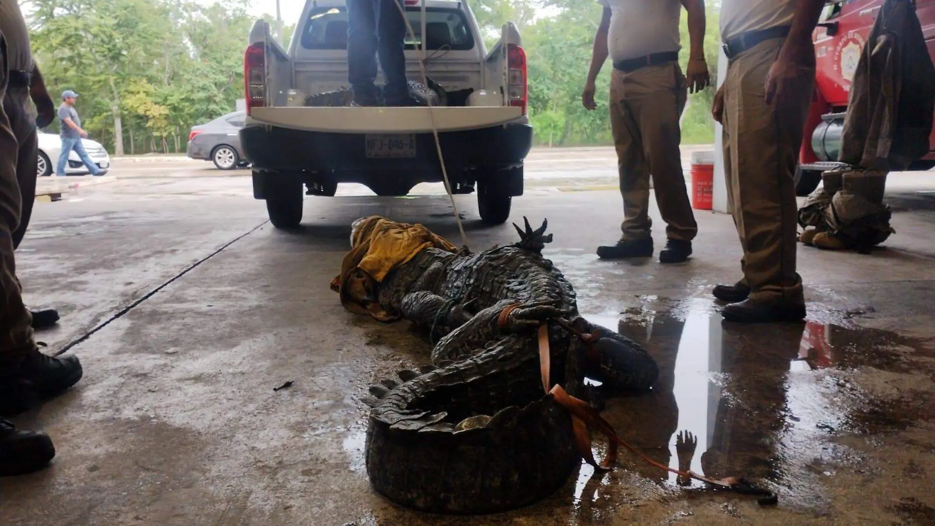 Cocodrilos sorprenden en bulevar de Tampico; activan protocolo de emergencia